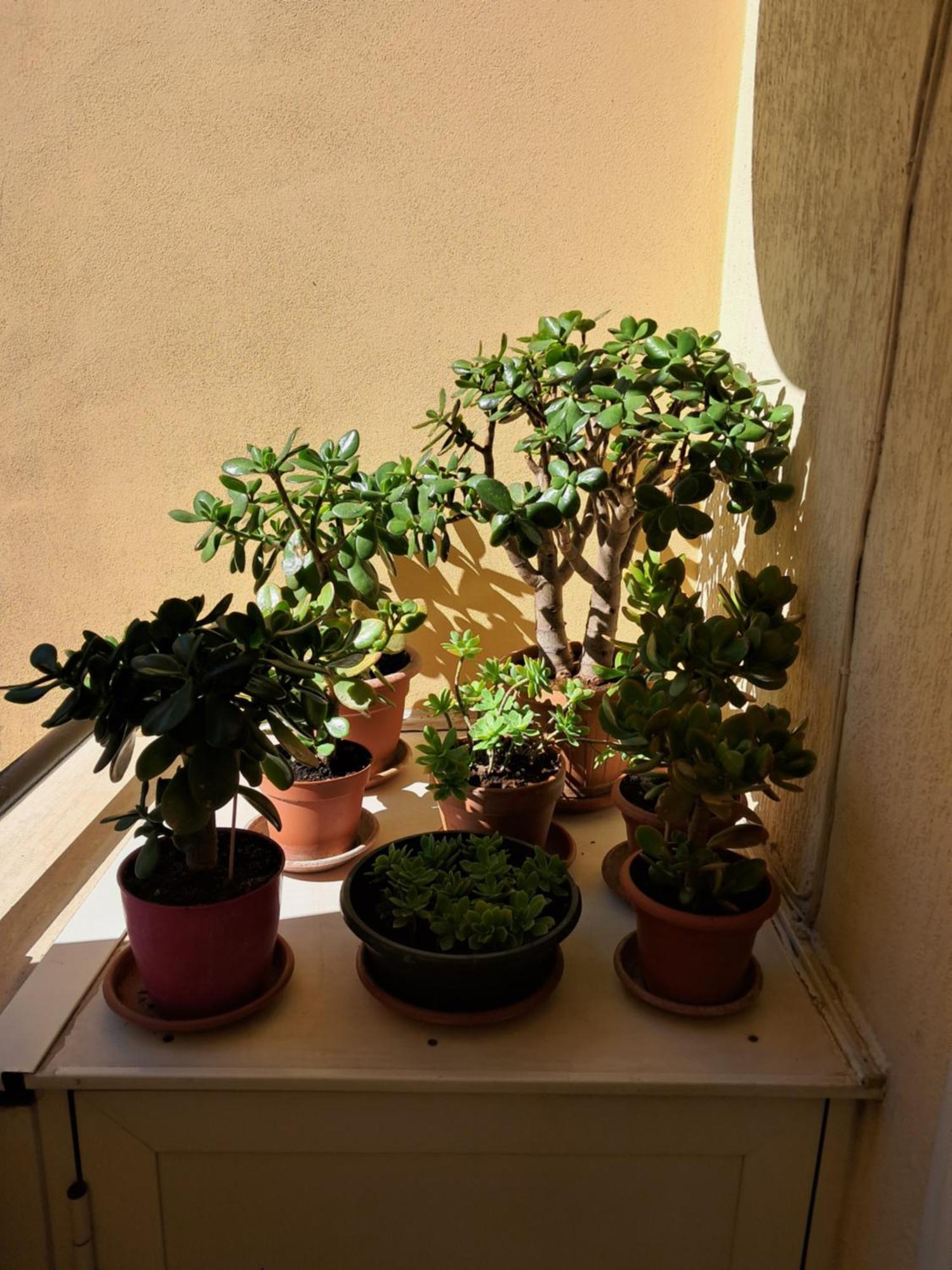 Preneste * Roma
